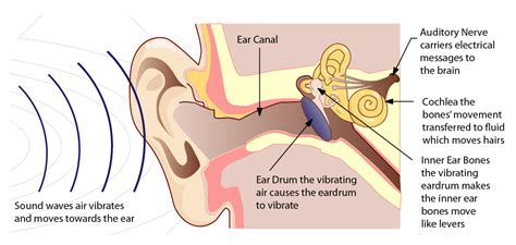 which ear hears music better: A Musical Journey Through Perception and Imagination