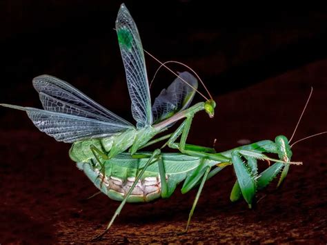 Why Do Praying Mantises Dance? And The Science Behind Their Unique Rituals